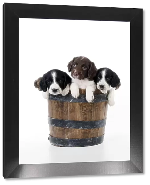 DOG - Springer Spaniel puppies sitting in a bucket