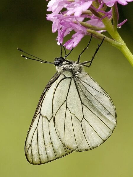 Black-veined white butterfly - on Pyramidal orchid, after rainstorm.