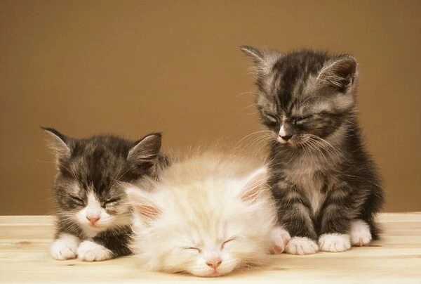 Pictures Of Kittens Cats. CATS - three kittens
