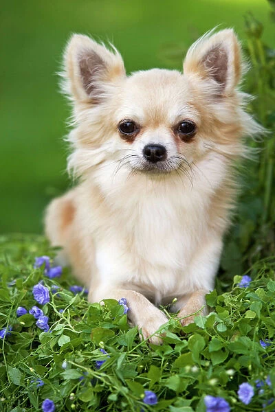 dog hairstyles. dog hairstyles. long haired chihuahua dog.