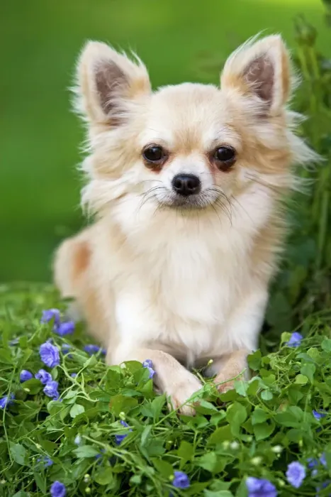 dog hairstyles. dog hairstyles. long haired chihuahua dog.