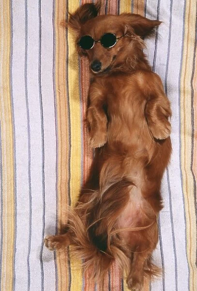 long haired dachshund pictures. DOG - Miniature long-haired