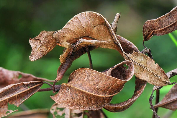 Fantastic Leaf-tailed Gecko / Satanic 