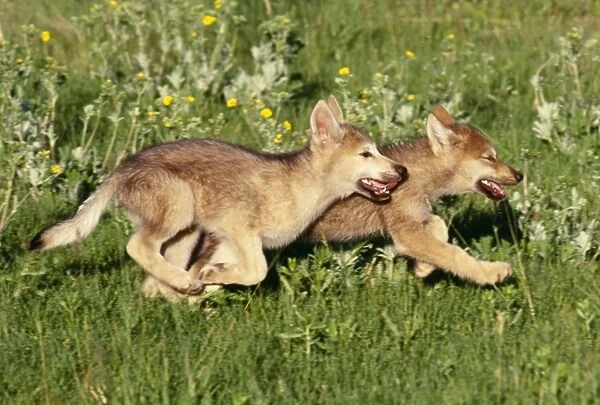 Wolf Puppies In The Wild. Grey Wolf Pups