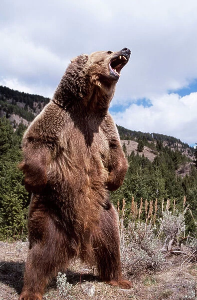 grizzly bear standing. GRIZZLY BEAR - standing