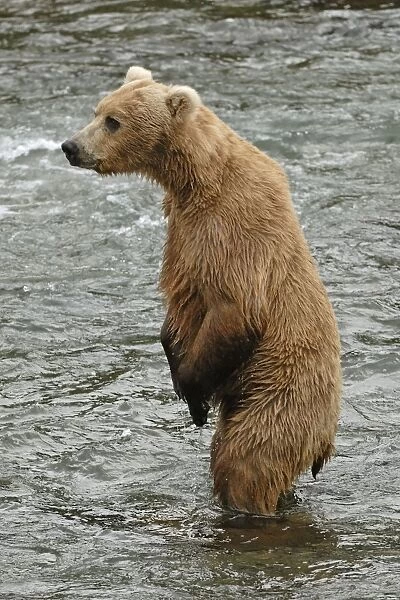 grizzly bear standing. Grizzly Bear - standing