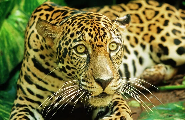 sitting jaguar