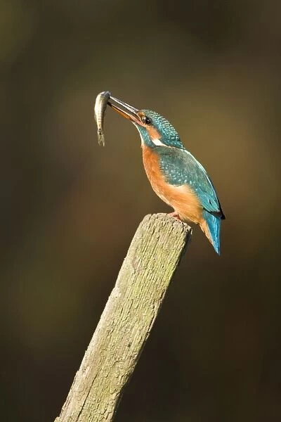 Minnows As Pets. Kingfisher - Adult female adjusting minnow