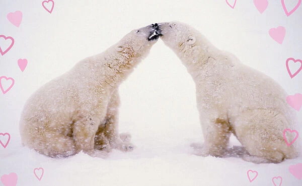 Pictures Of Bears With Hearts. Polar Bears with pink hearts