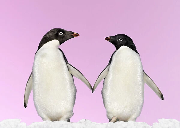 Penguins - two, holding hands with pink background.