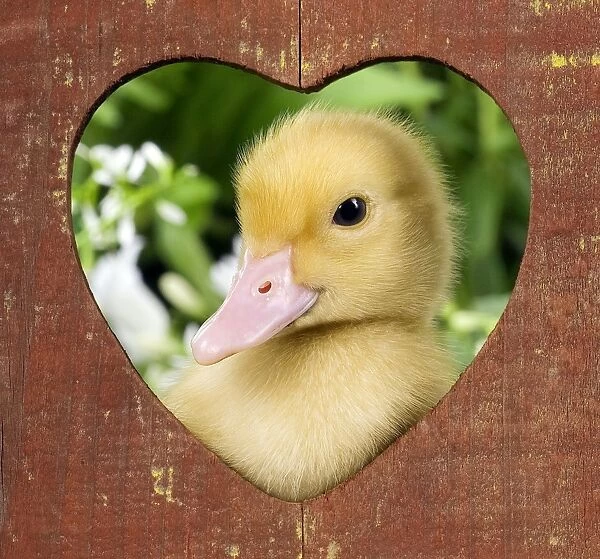 1 week old duckling - peering through wooden heart ornament