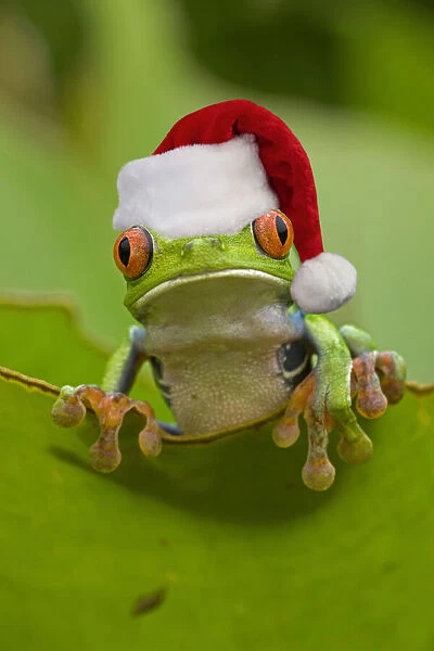 13131041. Red-eyed Treefrog wearing Christmas hat Date