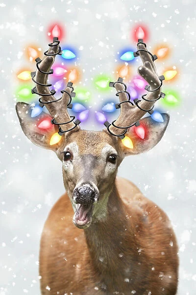 13131044. White-tailed Deer with Christmas lights in winter snow Date