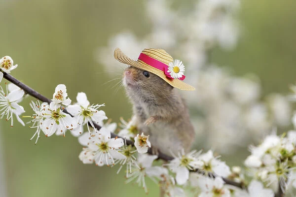 13131104. Harvest Mouse, wearing straw hat Date