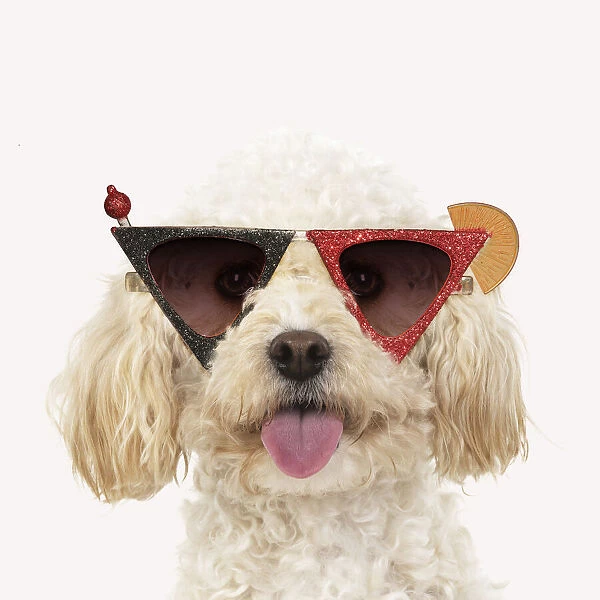 13131157. Cavapoo Dog, wearing cocktail sunglasses Date