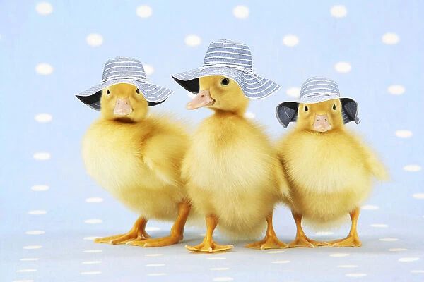 13131278. Ducklings, on blue spotted background wearing hats Date