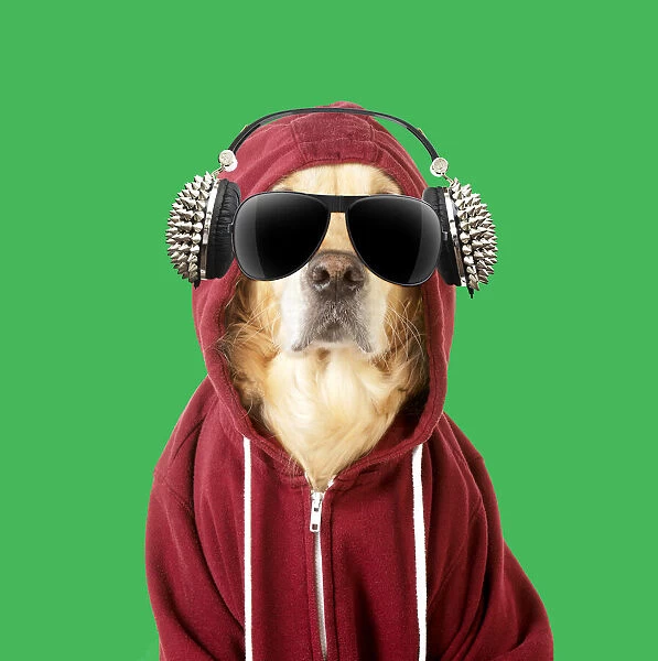 13131289. DOG - Golden Retriever in a Hoodie with sunglasses and headphones Date