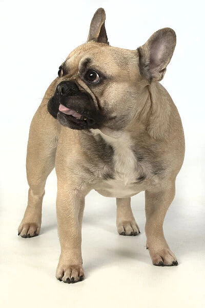 13131378. DOG. French bulldog, standing, studio, white background Date