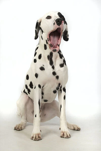 13131400. DOG. Dalmatian sitting, mouth open, studio, white background Date