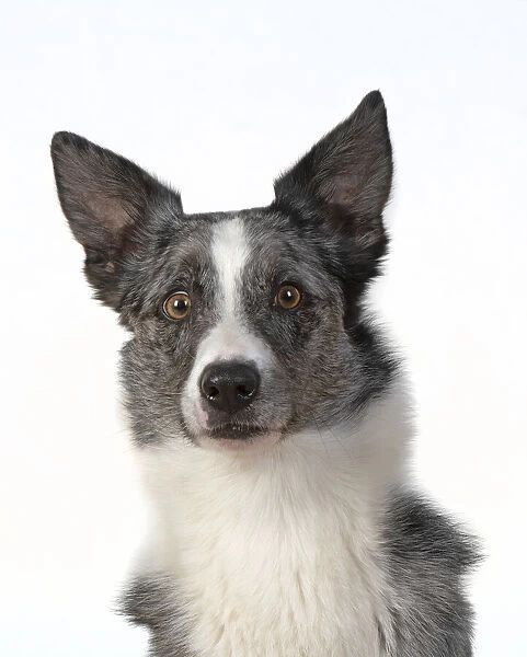 13131419. DOG. Collie X breed, head & shoulders