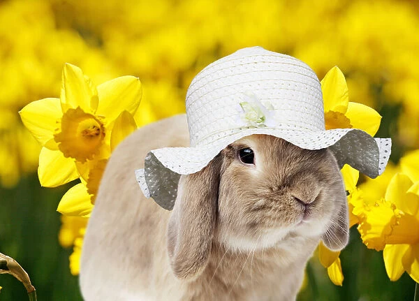 13131468. Dwarf Lop (Fancy) Rabbit wearing Easter hat with daffodils in spring Date