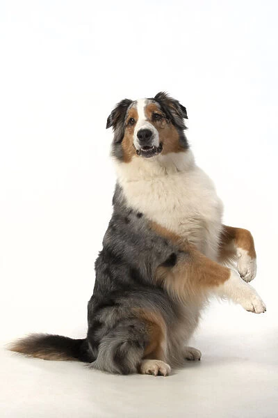 13131577. DOG. Australian Shepherd, sitting up with paws out
