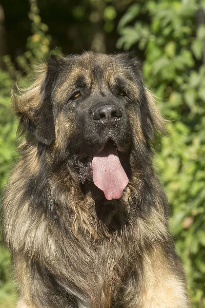 13131872. Leonberger dog outdoors Date
