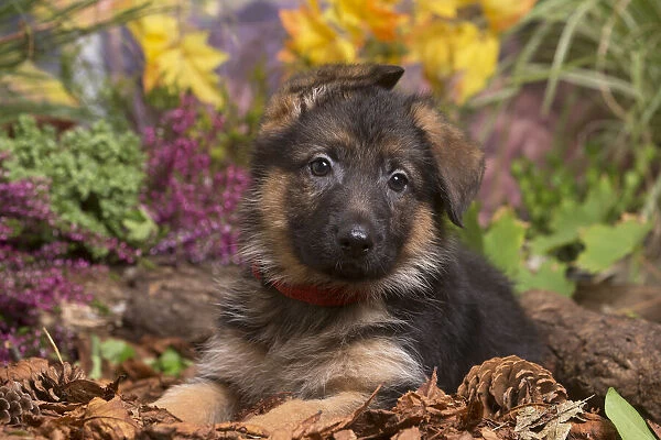 13132152. German Shepherd puppy outdoors in Autumn Date