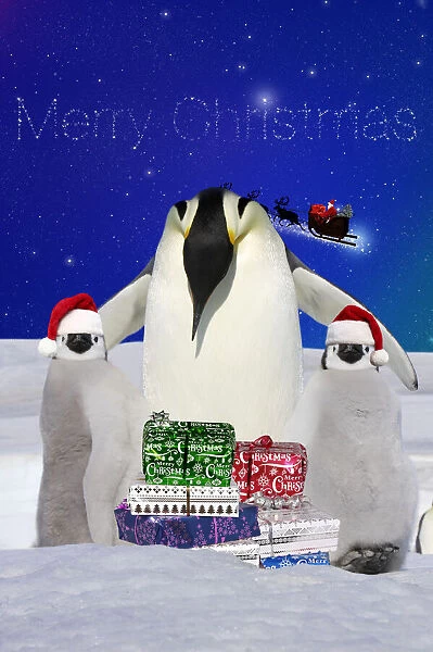13132690. Emperor Penguin, adult and two chicks with Christmas hats and presents Date