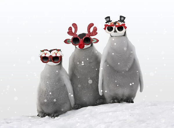 13132702. Emperor Penguin, chicks wearing Christmas glasses in winter snow Date
