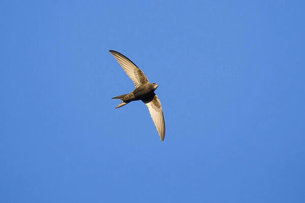 1807_0056. Common Swift - bird in flight, hunting for insects, North Hessen, Germany Date