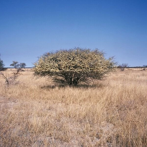 Acacia Etosha National Park, South West Africa