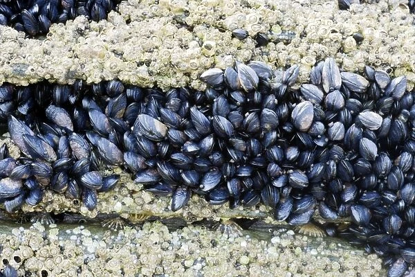 Acorn Barnacles and young Common Mussel exposed at low tide - Brough Head - Orkney Mainland IN000923