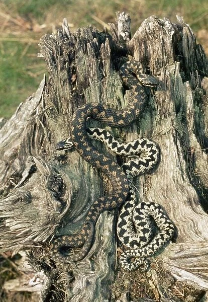 Adder - male & female courting