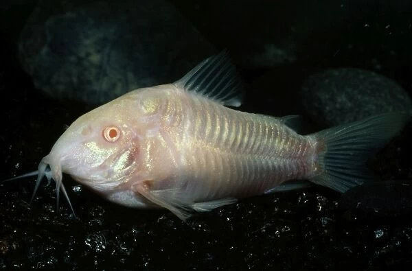 Aeneus Catfish - Albino - Rivers of Venezuela