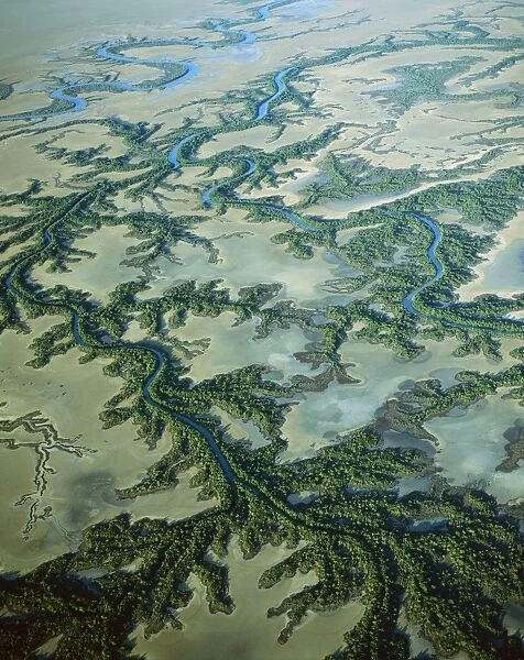 Aerial - Roper River delta with saline flats and mangrove-lined dendritic channels, Gulf of Carpentaria, Northern Territory, Australia JPF48305