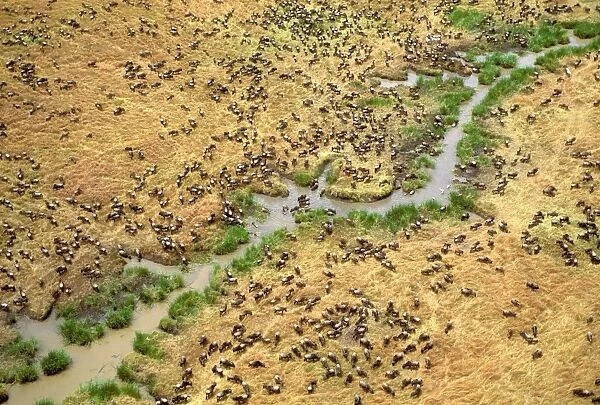 Aerial - Wildebeest on migration - Maasai Mara National Reserve - Kenya - Africa JFL04111