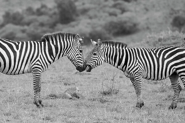 Africa, Kenya, Serengeti, Maasai Mara. Plains zebra aka common or Burchell's zebra Date: 27-10-2020