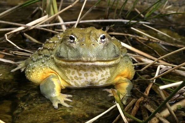 African Bullfrog or Giant Pyxie Cape Province, South Africa