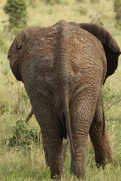 African Bush  /  African Savanna Elephant - rear view of elderly bull - Tarangire NP - Tanzania