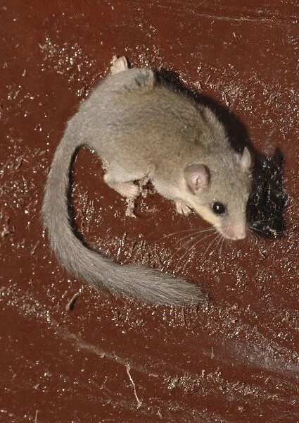 African Dormouse, The Gambia, Africa