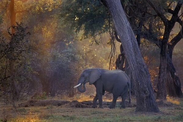 African Elephant - Bull, Early morning Mana Pools National Park, Zimbabwe, Africa 3ME1054