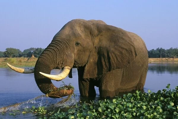 African Elephant Bull. Feeding in a river. Zambezi River, Mana Pools National Park, Zimbabwe, Africa. 3ME283