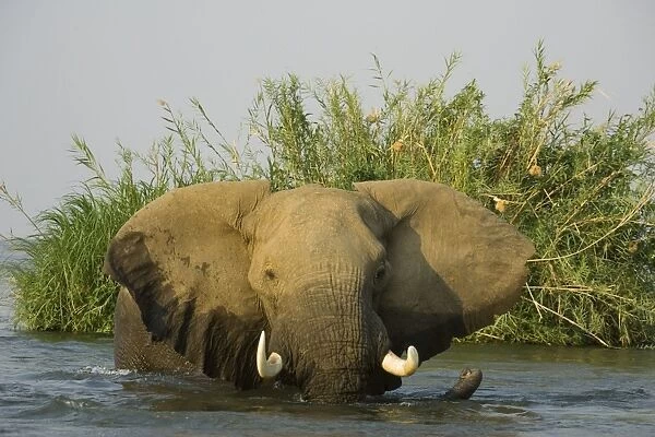 African Elephant - Bull in the Zambezi River has been feeding on a reed island and now has a closer look at the photographer. In the background the bank of the Mana Pools National Park in Zimbabwe. Lower Zambezi National Park
