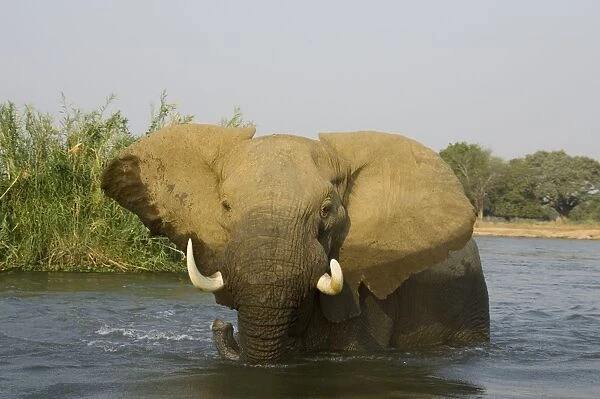 African Elephant - Bull in the Zambezi River has been feeding on a reed island and now has a closer look at the photographer. In the background the bank of the Mana Pools National Park in Zimbabwe. Lower Zambezi National Park
