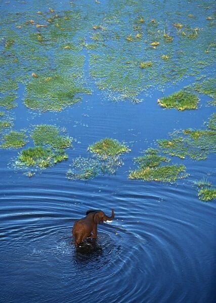 African ELEPHANT - crossing lagoon, aerial