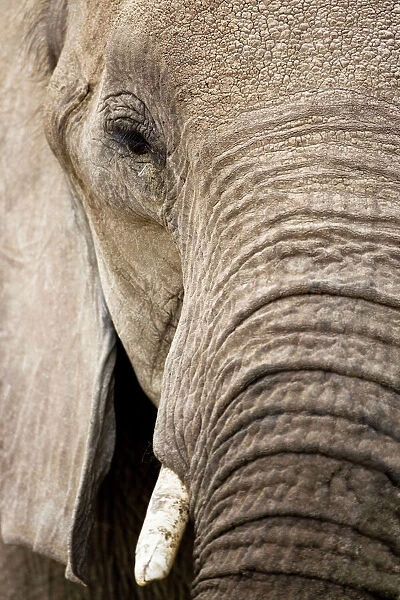 African Elephant - Etosha National Park - Namibia - Africa