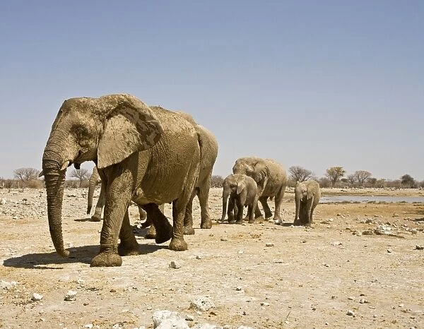 African Elephant Family Group on the move Goas, Etosha National Park, Namibia, Africa