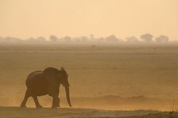 African Elephant - Female on her way to the Chobe River in the evening. Chobe National Park, Botswana