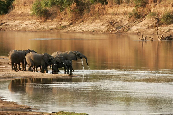African Elephant - group drinking at water. South Luangwa Valley National Park - Zambia - Africa